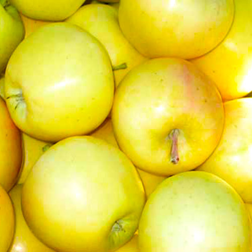 yellow-apple